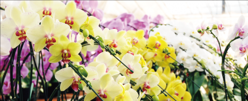 ✿ラッピングが得意な方限定　ネット通販「HitoHana」の胡蝶蘭ギフトをお任せ